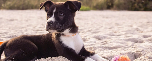 A Guide To Zinc Deficiency In Dogs