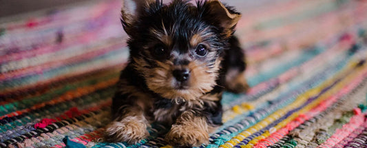 Top Tips For First-Time Dog Owners