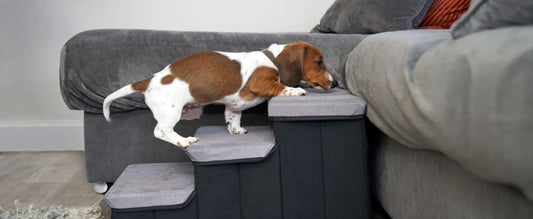 Home Modifications for Your Older Pet