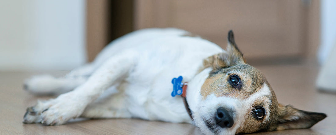 A Guide to Joint Problems in Dogs