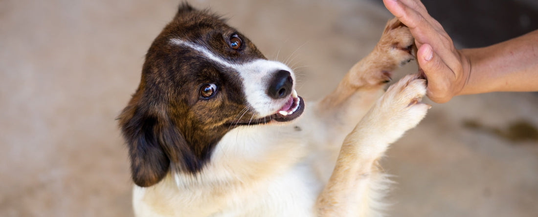 Things You Did Not Know About Dog Joints